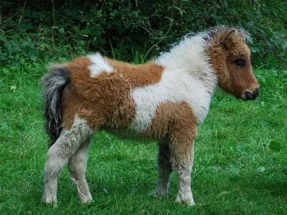 u-kiyevi-na-vulitsi-patrulni-lovili-poni-yakogo-zagubiv-khazyayin