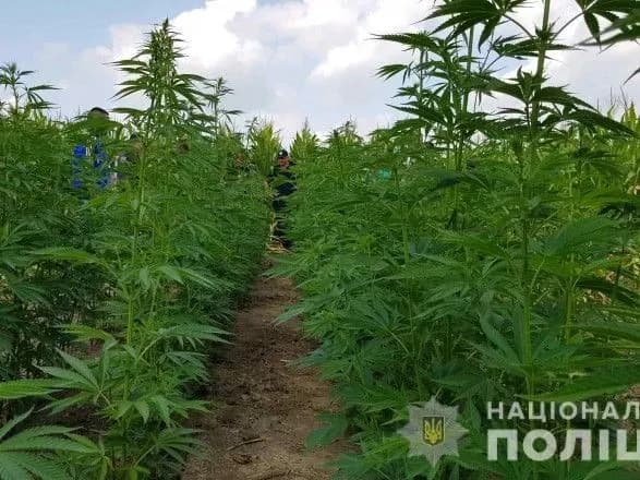 na-bukovini-viyavili-ponad-9-tisyach-kuschiv-konopel