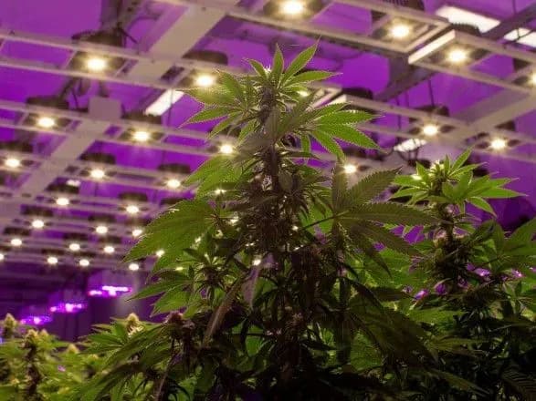 lyuksemburg-planuye-pershim-u-yevropi-povnistyu-legalizuvati-marikhuanu