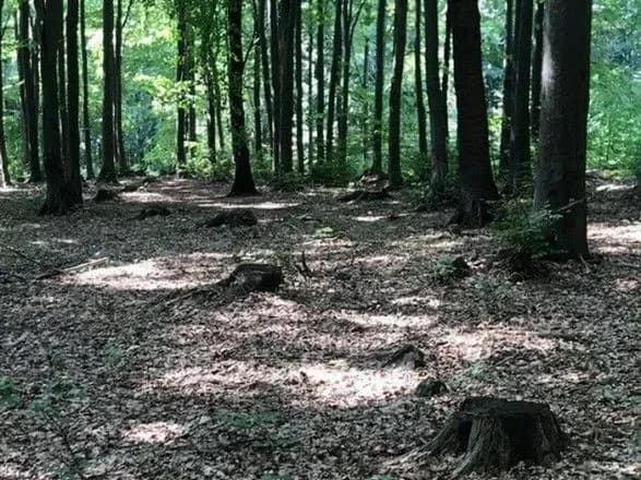 posadovtsyu-na-zakarpatti-ogolosheno-pro-pidozru-v-nezakonniy-virubtsi-lisiv