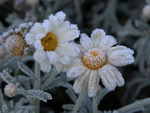 u-niztsi-oblastey-ukrayini-ochikuyutsya-zamorozki-sinoptiki