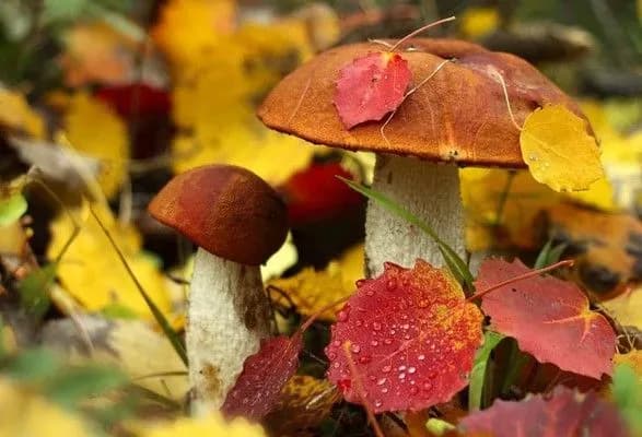 vid-otruyennya-gribami-pomerla-19-richna-divchina-1