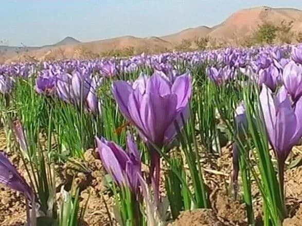 na-khersonschini-zatsviv-shafran-yakiy-privablyuye-turistiv