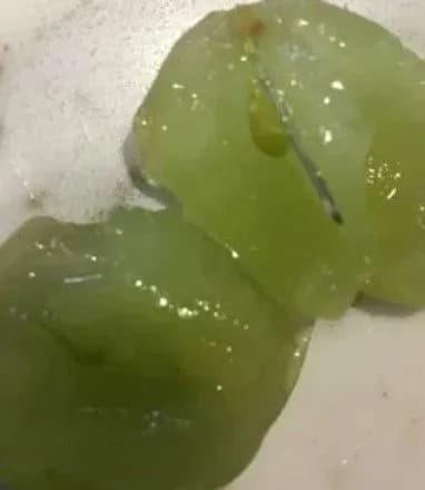 u-avstraliyi-viyavili-shveyni-golki-v-svizhomu-vinogradi