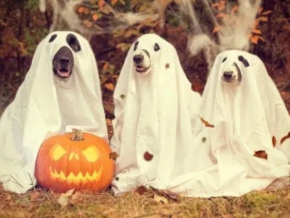 u-rivnomu-proponuyut-skasuvati-khellovin