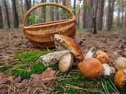 cherez-otruyennya-gribami-18-richniy-khlopets-opinivsya-u-reanimatsiyi