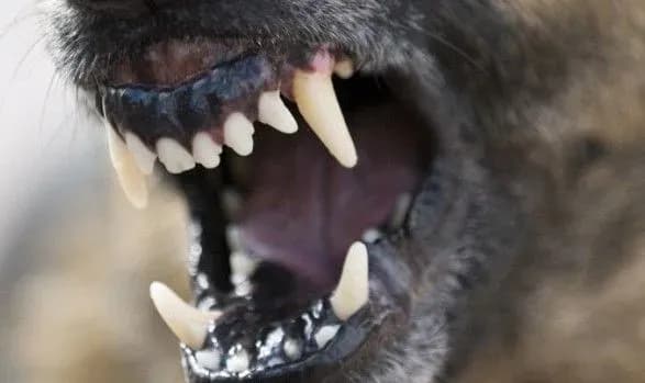 skazheniy-sobaka-u-chernivtsyakh-pokusav-dvokh-lyudey