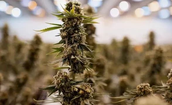 sproba-provezti-do-okupovanogo-krimu-6-kg-kanabisu-spravu-peredali-do-sudu