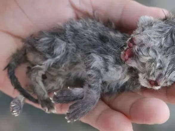 u-tayilandi-narodilosya-dvogolove-koshenya