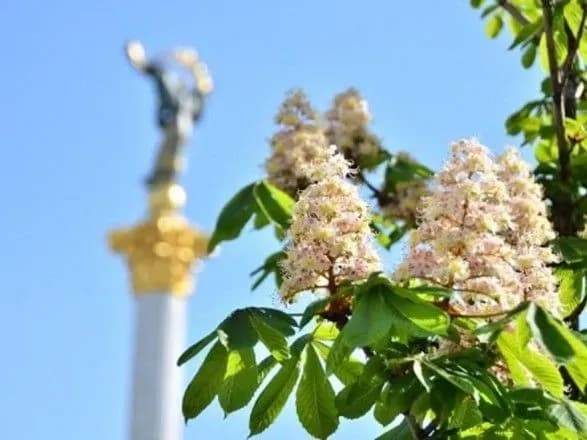 u-kiyevi-narakhuvali-ponad-25-tisyach-kashtaniv