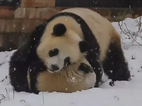 kitay-zasnizhilo-pandi-graylivo-boryutsya-u-snigu