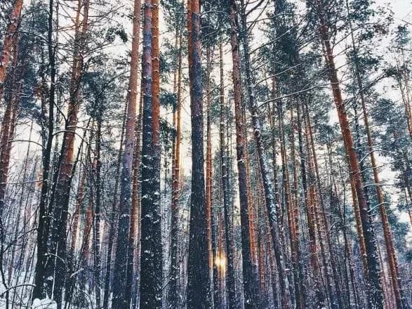 turist-z-odesi-zlamav-nogu-na-progulyantsi-u-lvivskomu-lisi