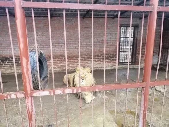 visnazheni-apatichni-v-ochakh-beznadiya-pid-kharkovom-viyavili-privatniy-zvirinets-z-goloduyuchimi-tvarinami