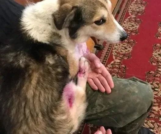 khmelnitskomu-chinovniku-za-torishni-znuschannya-nad-sobakoyu-dosi-ne-ogolosili-pidozru