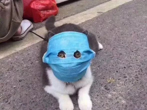 lama-v-mastsi-yak-v-kitayi-zakhischayut-domashnikh-ulyublentsiv-vid-koronavirusu