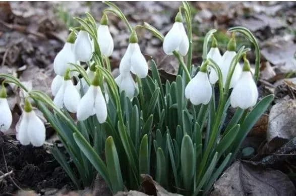 zhinku-v-ivano-frankivsku-oshtrafuvali-za-torgivlyu-pervotsvitami