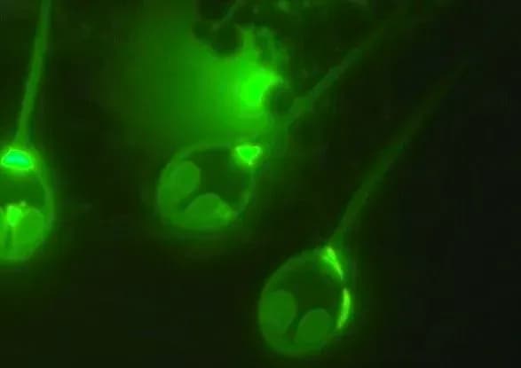 ucheni-viyavili-pershu-tvarinu-yakiy-ne-potriben-kisen-dlya-zhittya