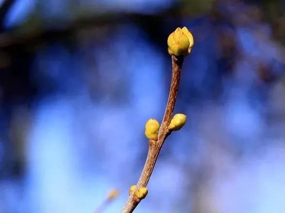 sogodni-v-ukrayini-do-19-gradusiv-tepla-6