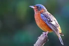 u-sviti-vidznachayut-mizhnarodniy-den-ptakhiv