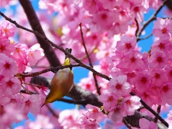 v-ukrayini-u-nayblizhchi-tri-dni-ochikuyut-do-20-tepla