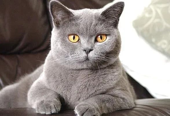 britanski-veterinari-poradili-vidpraviti-na-karantin-kishok-chiyi-vlasniki-zakhvorili-na-covid-19