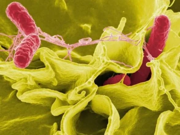 v-ukrayinu-zavezli-importnu-kuryatinu-z-salmoneloyu