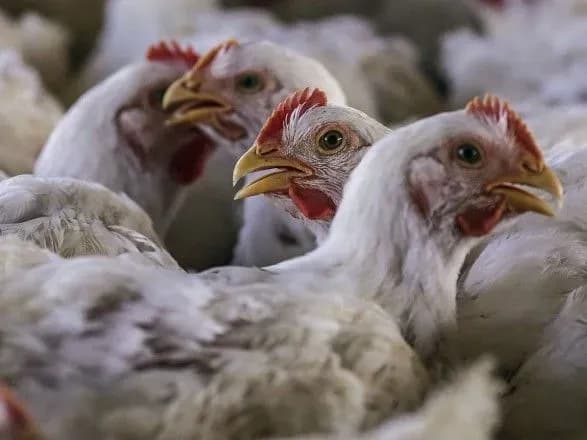 pratsivnikiv-skandalnoyi-ptakhofabriki-pid-kharkovom-zmushuyut-pratsyuvati-po-12-godin