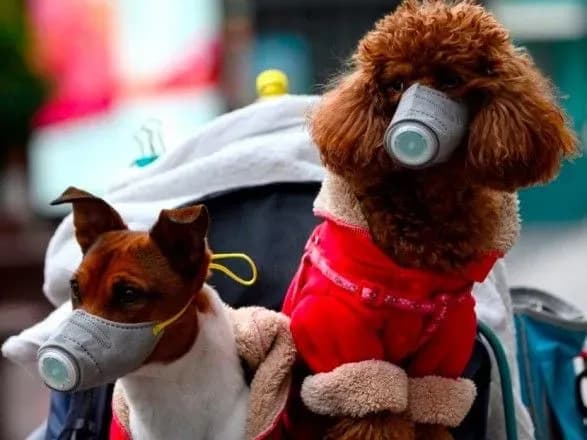 u-niderlandakh-na-koronavirus-viyavili-u-trokh-kotiv-ta-sobaki