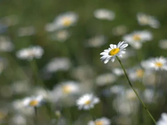 vid-15-do-29-tepla-prognoz-pogodi-na-sogodni