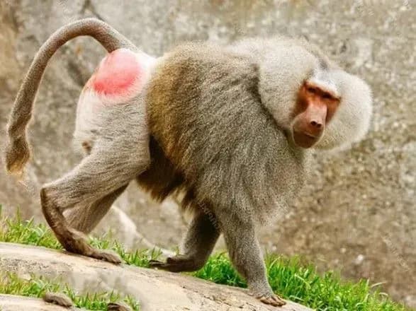 troye-pavianiv-vtekli-iz-odeskogo-zooparku-tvarin-shukali-ryatuvalniki-ta-politsiya