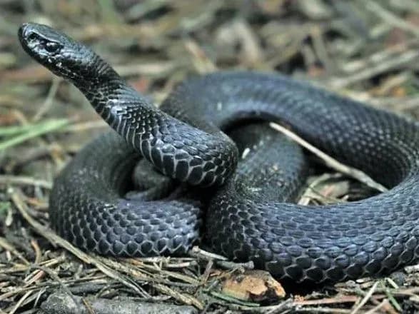 vid-pochatku-roku-vid-ukusiv-zmiy-v-ukrayini-postrazhdalo-36-lyudey