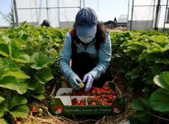 u-mvs-estoniyi-khochut-pokarati-ukrayinskikh-zarobitchan-scho-porushili-karantin