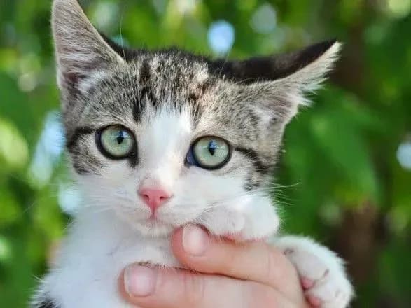 karantin-u-stolichnomu-pritulku-kilkist-tvarin-pererosla-poznachku-v-3-2-tisyachi