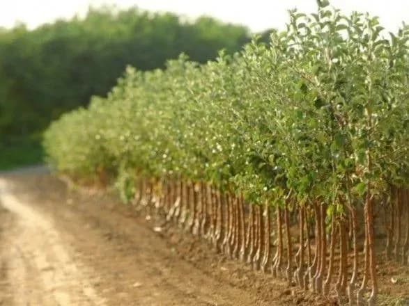 derzhenergoefektivnosti-initsiyuvalo-zakonoproekt-pro-energetichni-roslini