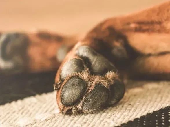 politsiya-rozsliduye-vbivstvo-sobaki-na-sumschini