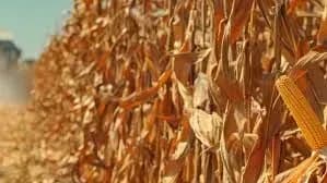 u-vosmi-oblastyakh-ukrayini-pochali-zbir-kukurudzi