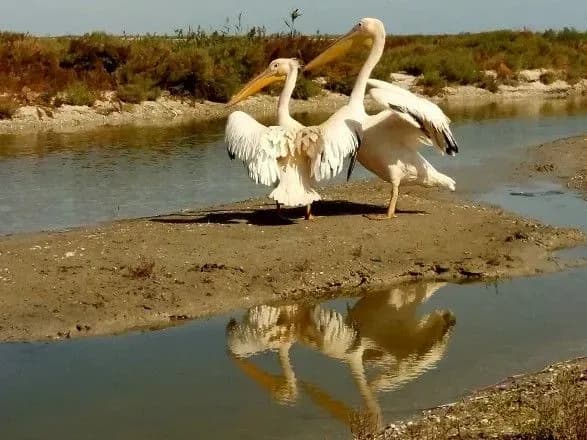 z-restoranu-v-zapovidnik-na-odeschini-zvilnili-pelikaniv
