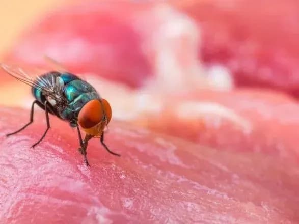 bez-antibiotikiv-ale-z-mukhami-ukrayinka-povidomila-v-yakomu-supermarketi-kupila-kuryatinu-iz-zhivnistyu