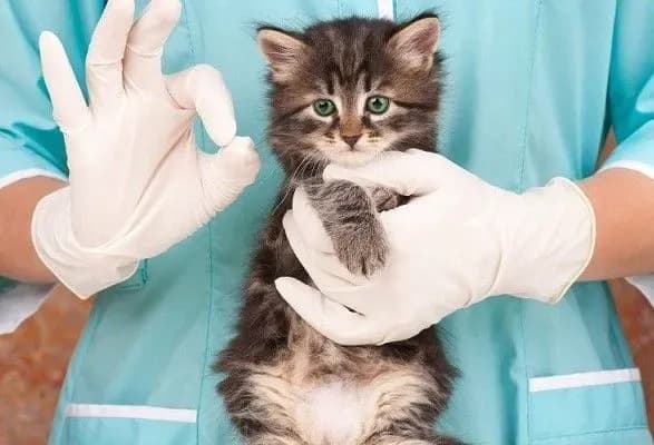 na-kii-vschini-z-pochatku-roku-schepleno-proti-skazu-ponad-150-tis-tvarin