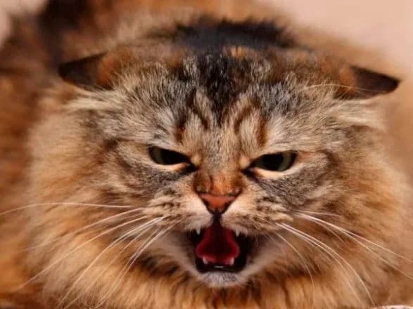 na-kiyivschini-zareyestrovano-ponad-90-vipadkiv-skazu-u-tvarin-naybilshe-sered-domashnikh