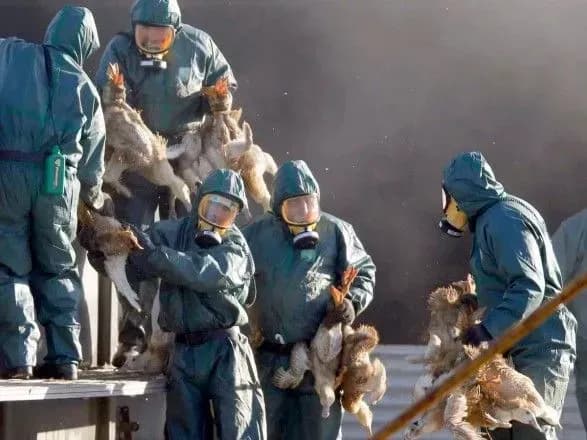 frantsiya-pidtverdila-spalakh-ptashinogo-gripu-na-fermi-na-pivdennomu-zakhodi-krayini