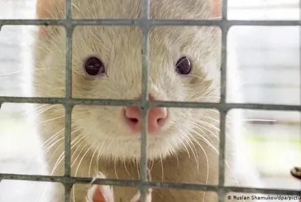 u-finlyandiyi-stvoryuyut-vaktsinu-vid-koronavirusu-dlya-tvarin