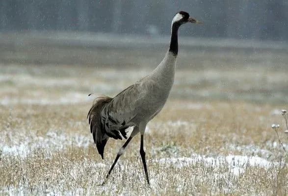 masova-zagibel-ptakhiv-ekologi-zvinuvachuyut-bezdiyalnist-golovi-derzhprodspozhivsluzhbi