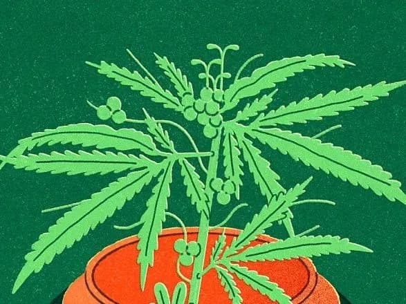 kabinet-ministriv-legalizuvav-medichniy-kanabis-detali