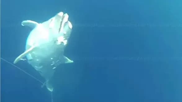 ribolovlya-po-krimskomu-volonteri-viyavili-kladovische-vbitikh-delfiniv