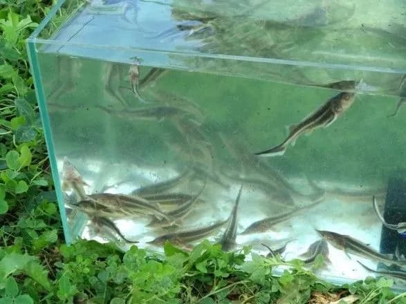 ukrayinskiy-dunay-zariblyuyut-markovanoyu-chervonoknizhnoyu-sterlyaddyu