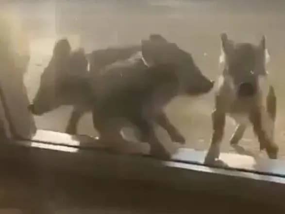 diki-i-neymovirno-mili-kabani-napali-na-aes-pid-zaporizhzhyam