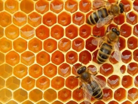 nardep-ivchenko-zaklikav-radu-zakhistiti-bdzhilnitstvo-tse-strategichna-galuz-dlya-ukrayini