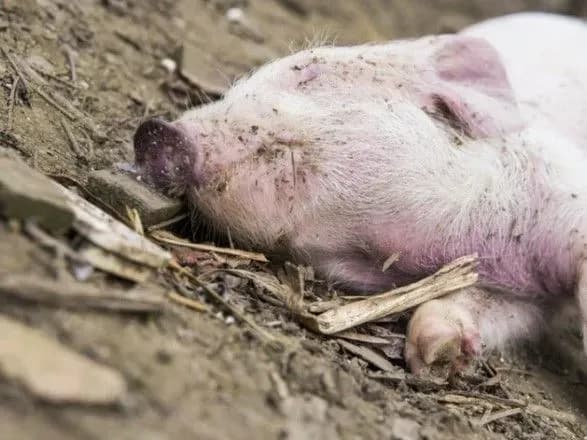 tushki-mertvikh-domashnikh-sviney-viyavili-u-kharkivskiy-oblasti