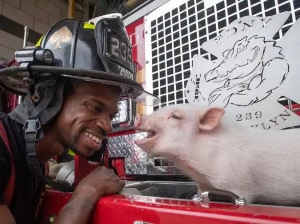 amerikanski-pozhezhniki-prikhistili-charivne-porosya